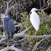 Herons and Engrets