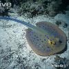 Blue spotted Sting ray