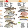 Fish Species Chart