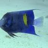 Arabian Angel fish