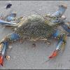 Blue swimming crab