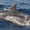 Dolphins Humpback