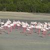 Pink Flamingos