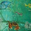 Mangrove Species chart