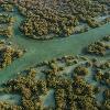 Mangroves