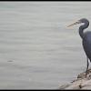 Black Egret