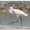 White Egret
